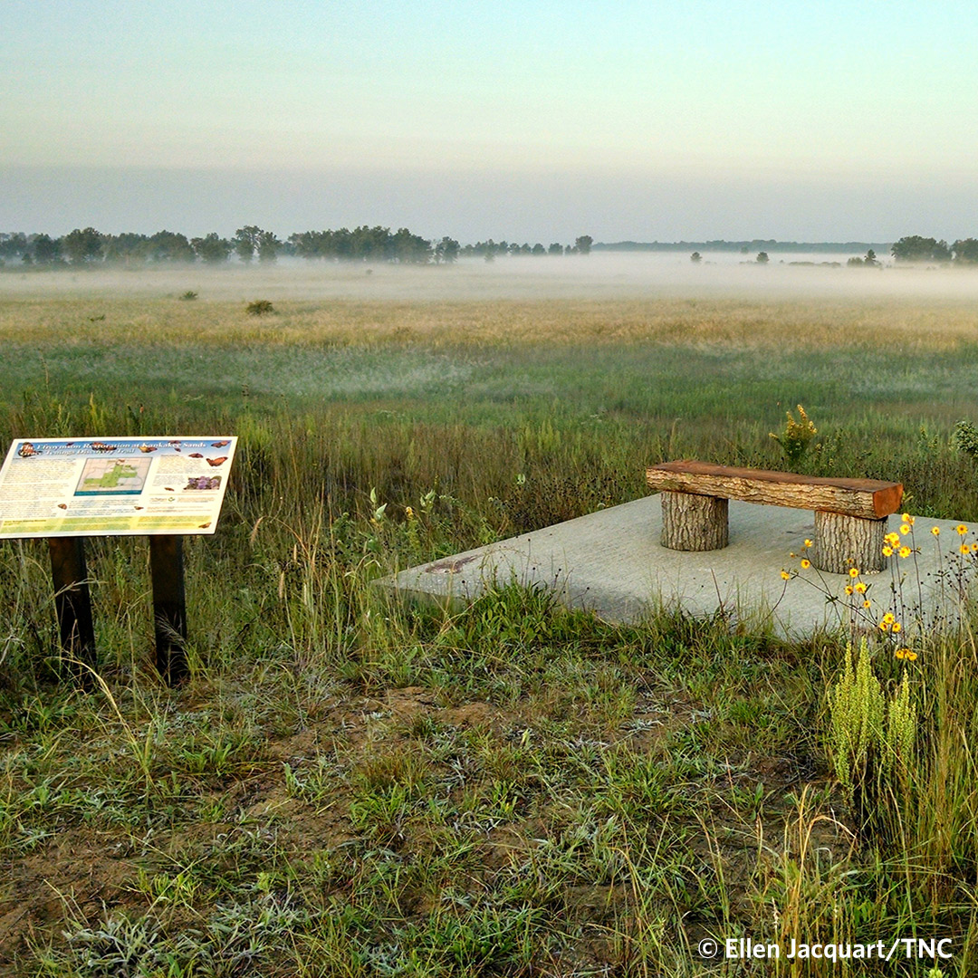Looking to burn some Thanksgiving calories? Join Friends of the Sands for a day-after-Thanksgiving hike at the Grace Teninga Discovery Trail at Kankakee Sands! More info at nature.ly/49Ctnk1