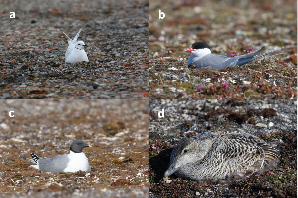 Just out in @ArcticScienceJ ! As part of a special collection on #Canadian #Arctic biology field stations, here's a paper on 1 of my sites, Nasaruvaalik Island (studying ground-nesting #seabirds) #ornithology #Nunavut cdnsciencepub.com/doi/pdf/10.113…