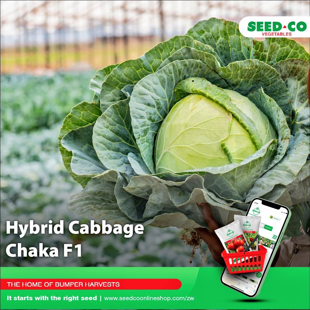 Mudumenwemari..Int'l tweet media