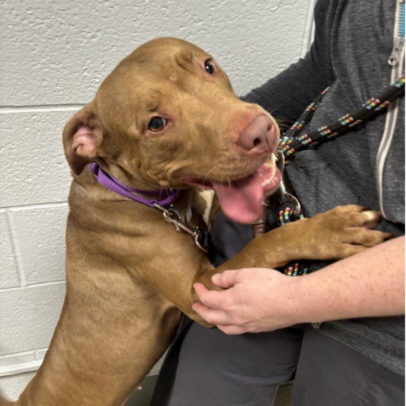 MyBoxerLuvMac1's tweet photo. 💔Charlie💔
#NYCACC #185027 1y
▪️KILL COMMAND❗
Friendly sweetie, found 10/15 on: Prospect Ave., Bronx.
Playful, joyful puppy adores ppl, look @ her smile!
Needs loving, N.East #Adopter/#Foster, 2 blossom, as yr one + only BFF.
Pls #pledge
DM @notthesameone2
💞Charlie https://t.co/gIWfFCgkSR