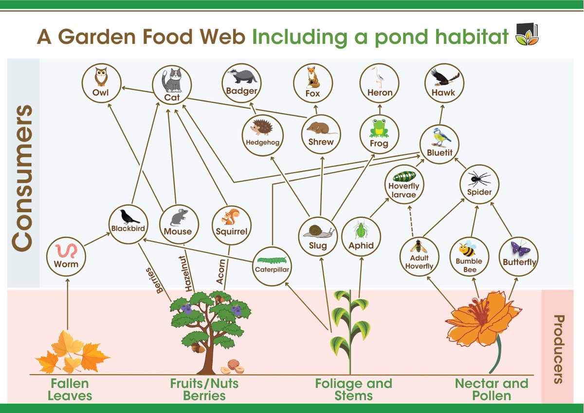 GunningAnne's tweet photo. Unit 2 Topic 4 Element 1 Plants and Biodiversity. Food chains cross over, creating food webs. A garden pond increases the range of consumers e.g. frogs, mosquito larvae but it is the diversity of producers (plants) which promotes a biodiverse food web if selected well. https://t.co/68sNsWFdZW