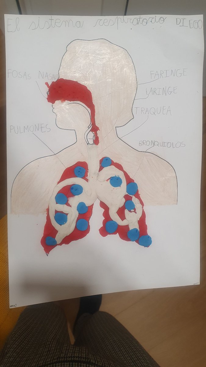 AdelaDML's tweet photo. Pues la educación habrá empeorado pero mi hijo de 1° de primaria ha salido hoy de clase con esto y flipo con el nivel. Recordáis haber dado el sistema respiratorio con 6 años?? https://t.co/XJirK3EzcH