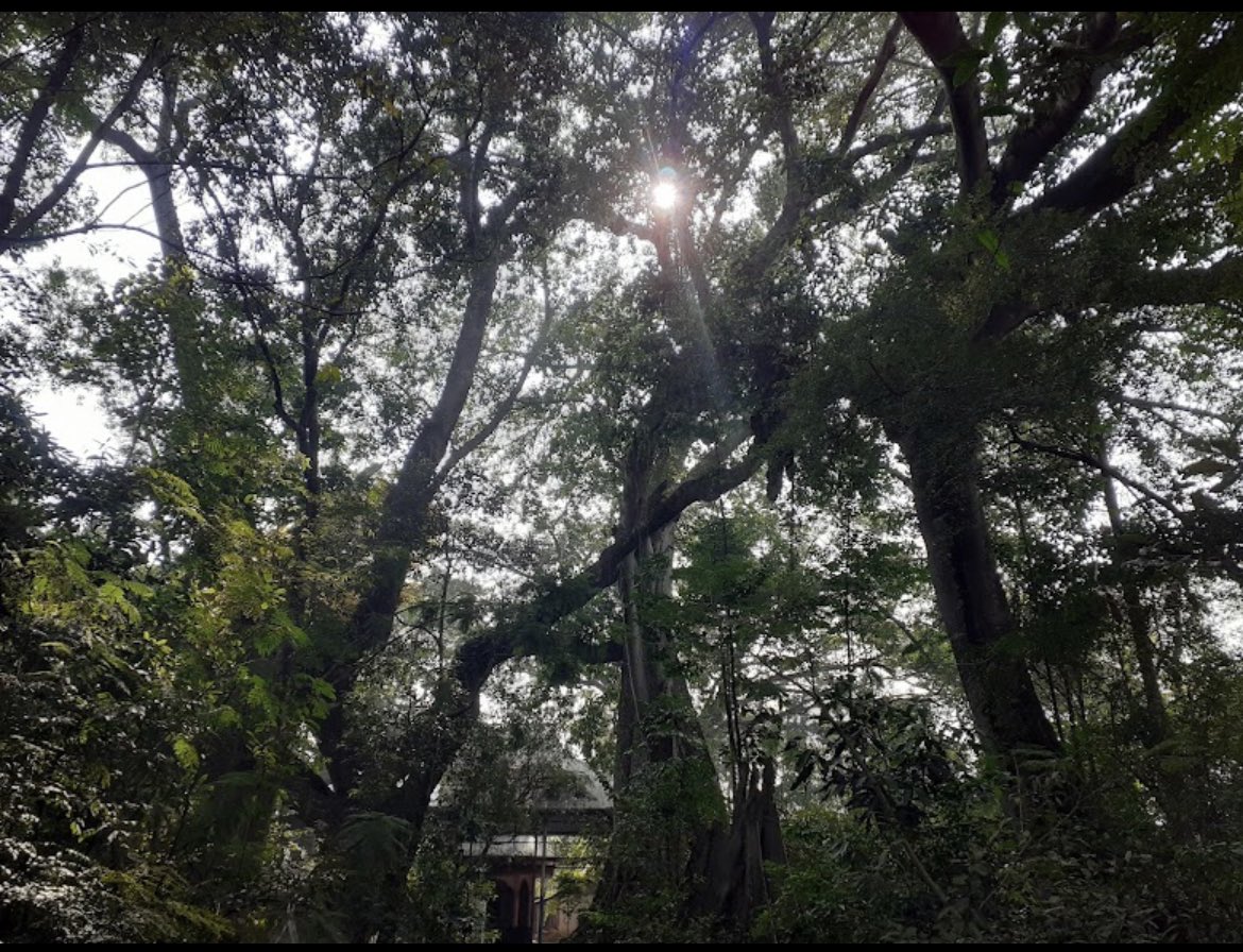 Satsangi3523's tweet photo. The Meitei community is possibly the only indigenous community not protected by the Indian constitution under ST list. It might be one of the few communities, not just in India but globally, that continues to adhere to its indigenous way of life. They maintain a connection to their roots by preserving and venerating the forest. In the event that an old tree must be cut down due to circumstances, they conduct rituals seeking forgiveness. Their emotional attachment to the land is profound. Please find below pictures from Konthoujam Lairembi, one of the many places of worship in the Imphal valley, where annual prayer ceremonies are held.
#ThisIsManipur #SaveManipurSaveIndia #SaveMeiteiSaveForest

@UNHumanRights @UNICEFIndia @tanushreepande @PrinceArihan @joyincal09 @toi_prabinK @volker_turk
@suhasinih @RichardGowan1