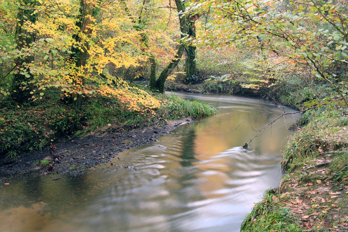 Another photo from my muddy trek up Clyne Valley on the weekend #Swansea