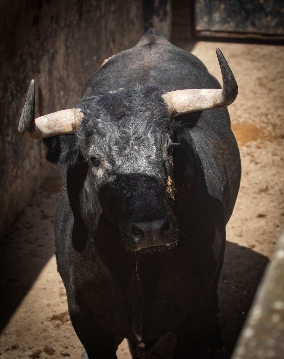 MiuraGanaderia's tweet photo. Gracias por estas maravillosas fotos a los amigos Luís Grilo e Diogo Barcelos.
📷 #bravosdoatlantico

"Territorio Miura"

#ganaderia #toreo #campobravo #rutadeltoro #torista #tauromaquia #sialostoros #fotografiataurina #soytaurino #españa #madrid #miura #loradelrio #sevilla https://t.co/SJKdaGQH5p