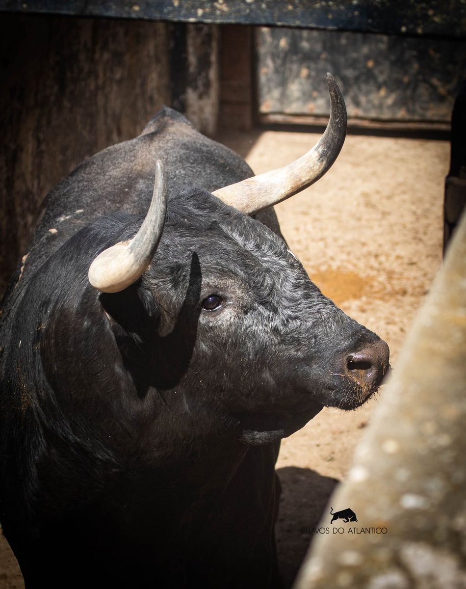 MiuraGanaderia's tweet photo. Gracias por estas maravillosas fotos a los amigos Luís Grilo e Diogo Barcelos.
📷 #bravosdoatlantico

"Territorio Miura"

#ganaderia #toreo #campobravo #rutadeltoro #torista #tauromaquia #sialostoros #fotografiataurina #soytaurino #españa #madrid #miura #loradelrio #sevilla https://t.co/SJKdaGQH5p