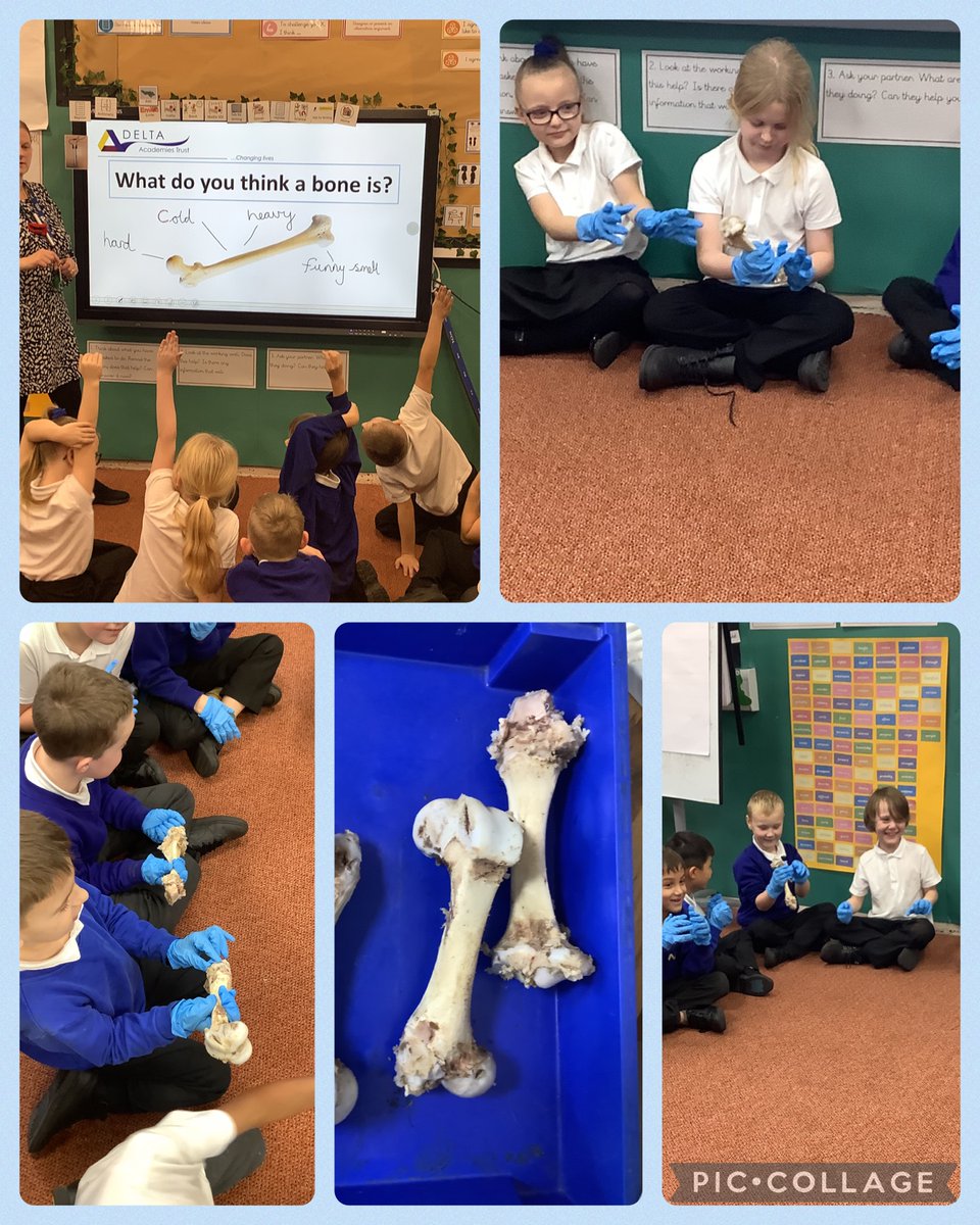 HMSVictoryY3's tweet photo. Then we discovered all about really bones. We looked at the outside of the bone and recorded what we thought it was like. Next Mrs. Wheeler cut the bone in half so we could see if it was the same on the inside as the outside. @DeltaStrand @Deltatrustsci #DeltaStrandScience https://t.co/FZPFruN2yK
