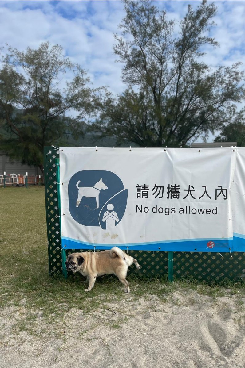 doggymedia's tweet image. OK then…. 
#nodogsallowed #mansbestfriend #thursdayvibes