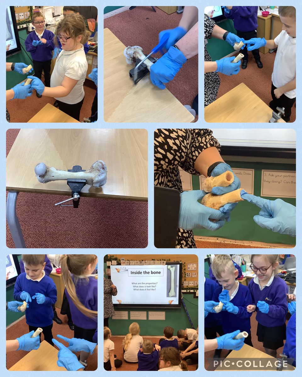 HMSVictoryY3's tweet photo. Then we discovered all about really bones. We looked at the outside of the bone and recorded what we thought it was like. Next Mrs. Wheeler cut the bone in half so we could see if it was the same on the inside as the outside. @DeltaStrand @Deltatrustsci #DeltaStrandScience https://t.co/FZPFruN2yK