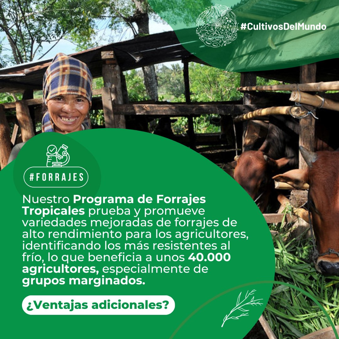 BiovIntCIAT_esp's tweet image. 🌿Desde gramíneas hasta leguminosas, los #forrajes son el alimento del #ganado🐄. 
Llevamos &amp;gt; 50 años trabajando con agricultores para mejorar el acceso a forrajes de alta calidad para la #producción ganadera sostenible. 
Conoce nuestros #CultivosDelMundo
bit.ly/4578lHK