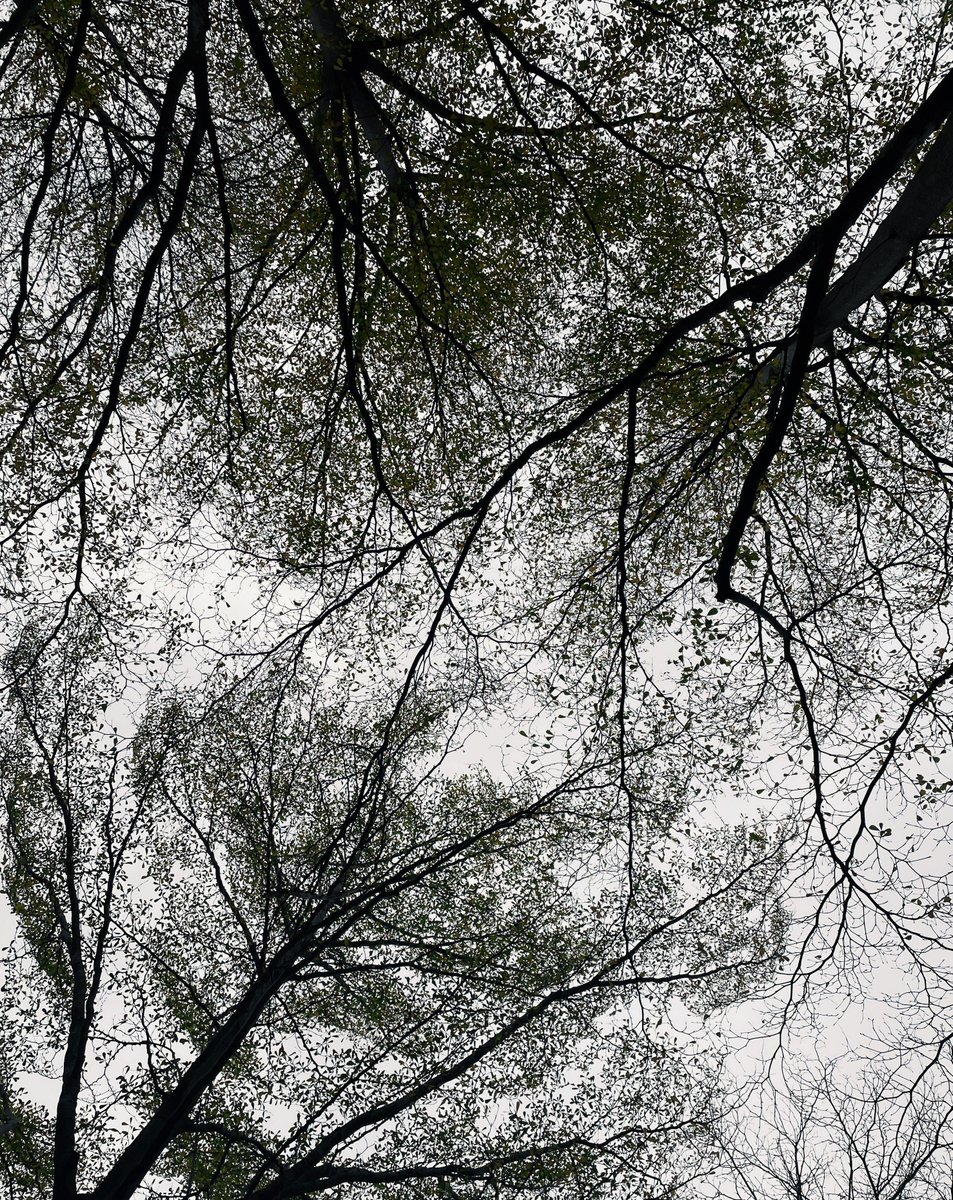 my_rustic_home's tweet photo. Intricate nature’s web in stark monochrome. #ViewFromBelow #BlackAndWhite 🌳 #Nature #NaturePhotography #Autumn #November #Photography
Photo by Edward Chou https://t.co/usEjdSZpFG