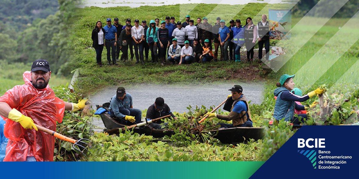 BCIE_Org's tweet photo. #Honduras: Más de 40 colaboradores del #BCIE realizaron una jornada de limpieza y remoción del lirio en el Lago de Yojoa, contribuyendo así a su recuperación sostenible .🌳 🚣‍♀

El #BCIE otorgó una donación por US$1.0 millón de dólares para los estudios y la formulación del “Programa de Recuperación Sostenible del Lago de Yojoa” .