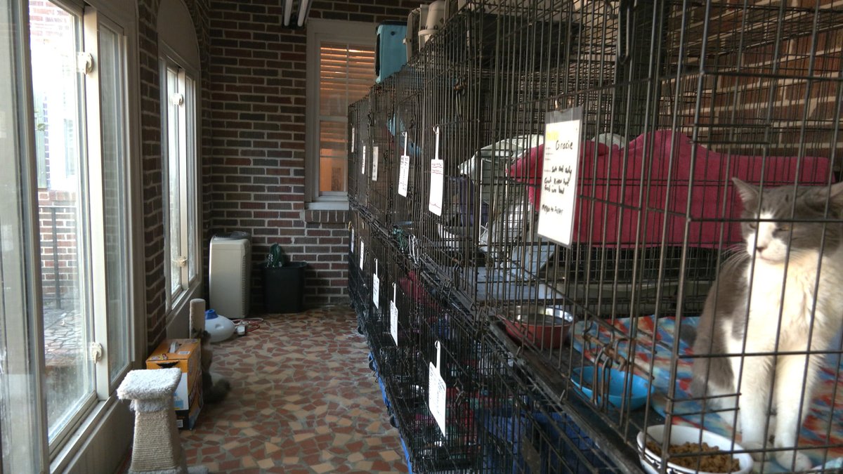 A Sumter rescue is tackling the cat over population one cat at a time.  Tune into Carolina News at 4pm for my special report.<a href="/USCCarolinaNews/">USC Carolina News & Reporter</a>