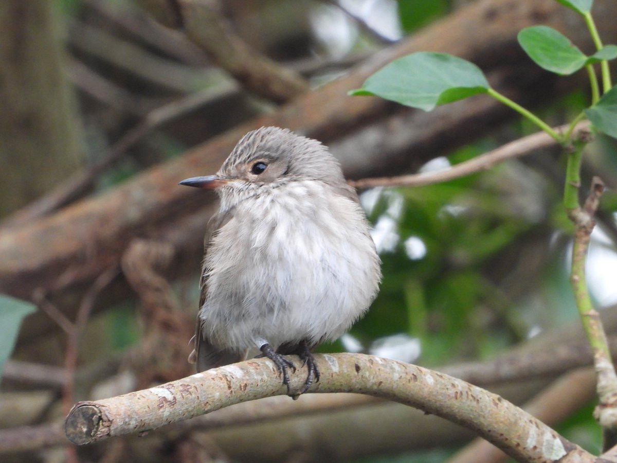 The very late Spotted Flycatcher showing well today @spurnbirdobs