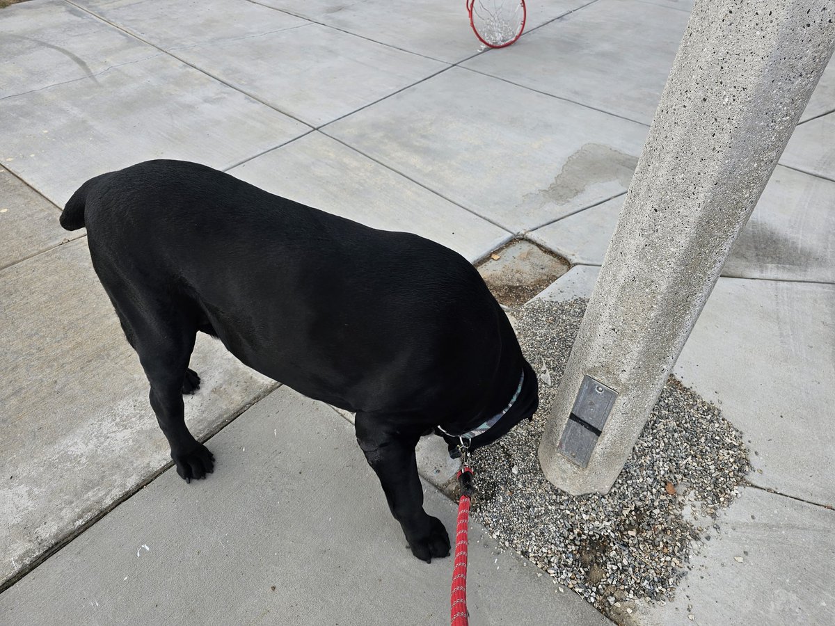 PyrateSilly's tweet photo. Taking the puppy, King George, for a walk. Here he is 'reading' the post https://t.co/GuT2jEOWEI