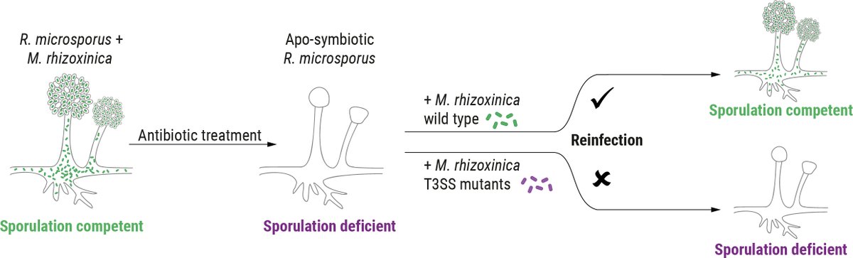 EvolvedBiofilm's tweet photo. Transcription activator-like effectors from endosymbiotic bacteria control the reproduction of their fungal host

@mbiojournal by @Funbiosis2017 et al from @Hertweck_Lab @c_hertweck 
with @PidotLab 

https://t.co/P5Whw2quby https://t.co/IoJZDr1lPp