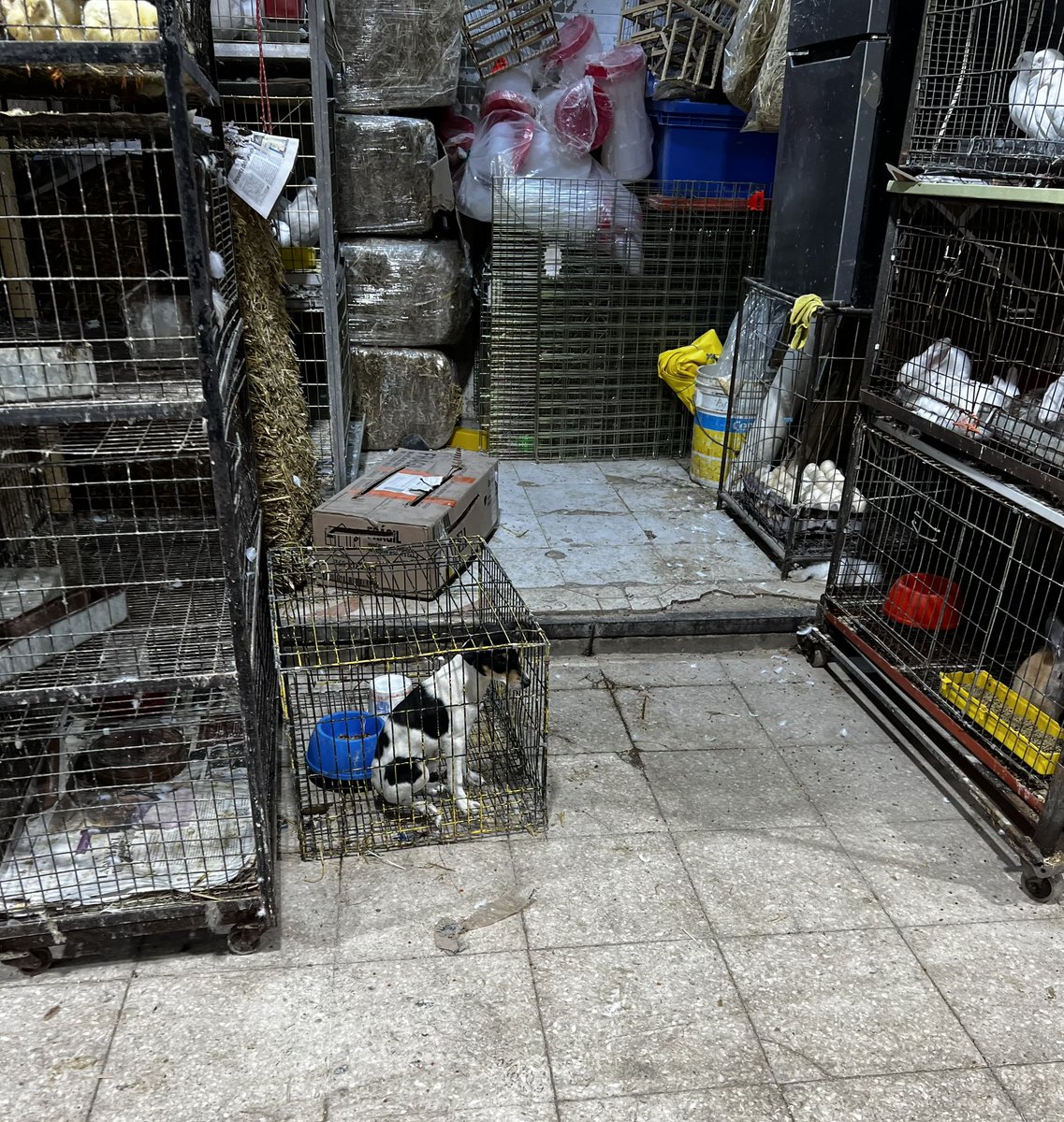 rbarriosfuentes's tweet image. Esta mañana se realizó la inspección ocular en el Mercado de Sonora para rescatar a los animales. 

¿Qué se observó en el lugar?  
Lo de SIEMPRE: especies hacinadas y maltratadas.

Como se ha documentado desde hace años, ahí opera una poderosa mafia de tráfico de animales.