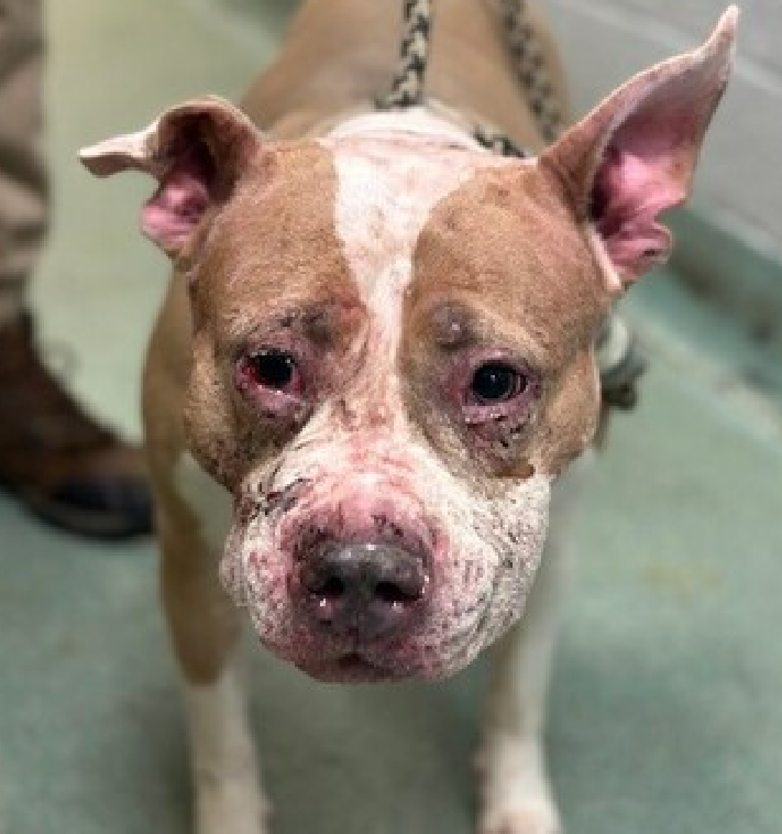 NMBewitched's tweet photo. Meet Dory
#NYCACC #187132
#Adopt #Foster
Only 2yrs old & 38lbs
Face covered in wounds that have started to scab over
Ears riddled with infection
This little girl is sweet, greets you with a π but in those moments when someone isn't looking she is scared
https://t.co/l71fPmuOCu https://t.co/0hjPxHgQZZ