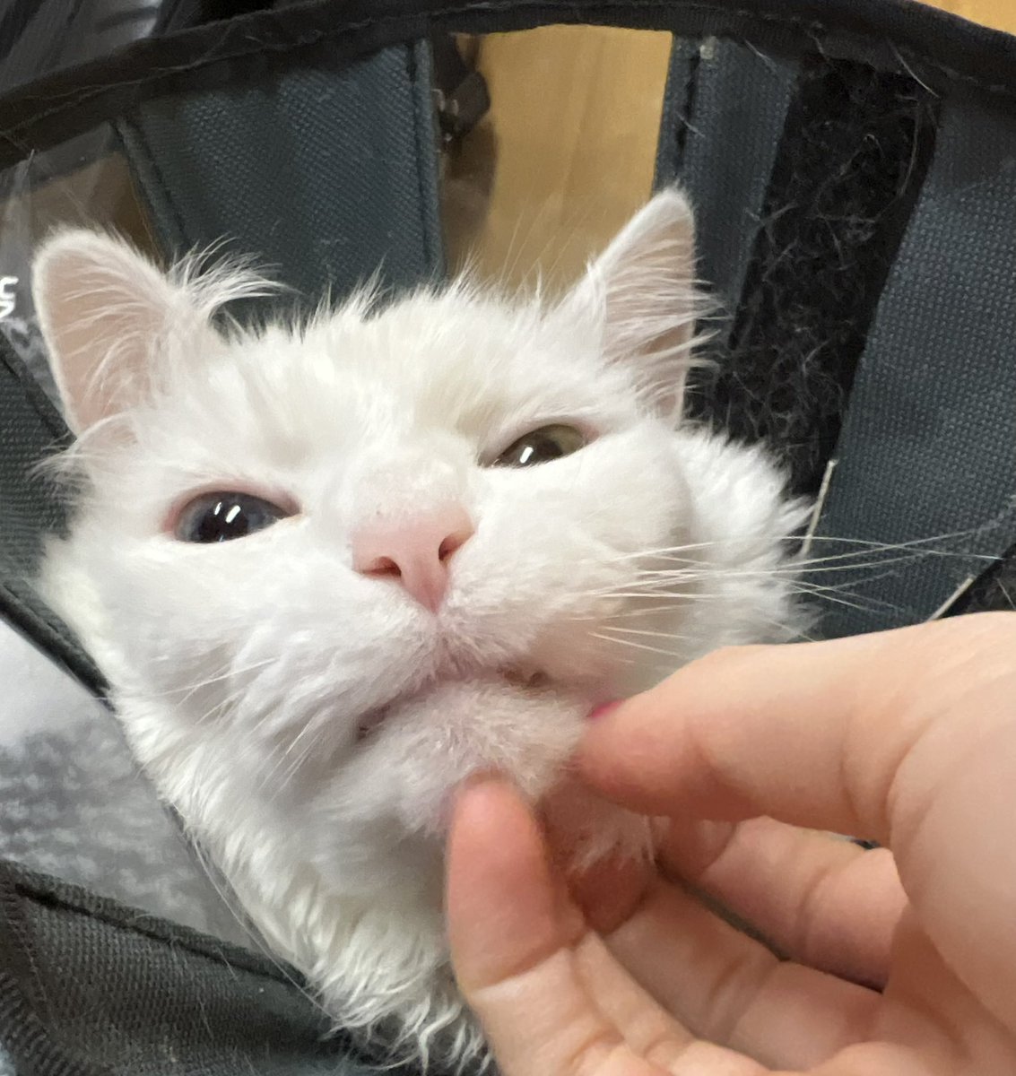 mom said im a ‘wittle baby’ but IM NOT. 😠