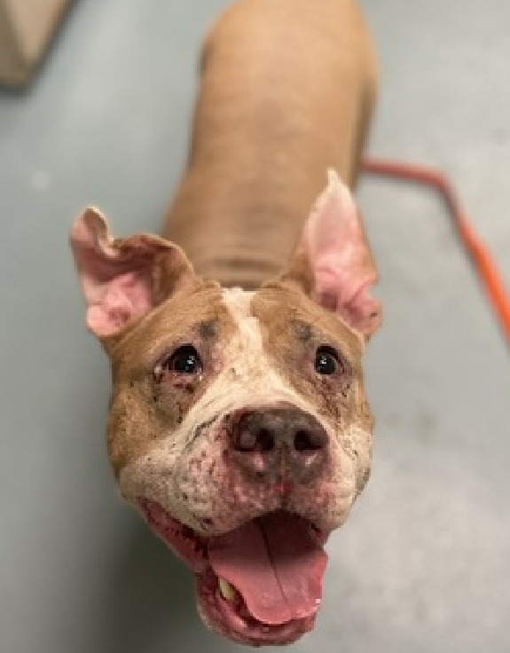 NMBewitched's tweet photo. Meet Dory
#NYCACC #187132
#Adopt #Foster
Only 2yrs old & 38lbs
Face covered in wounds that have started to scab over
Ears riddled with infection
This little girl is sweet, greets you with a π but in those moments when someone isn't looking she is scared
https://t.co/l71fPmuOCu https://t.co/0hjPxHgQZZ