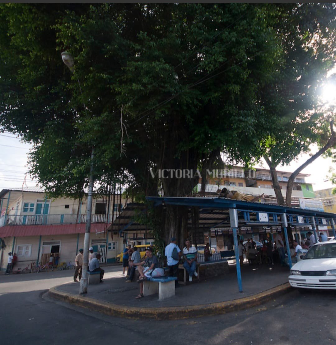 raisabanfield's tweet photo. Esto sí es un acto criminal. Qué tiene que decir @MiAmbientePma @panamamunicipio #ChelloGalvez de esta tala sin nombre https://t.co/RXx4Zm4xEB