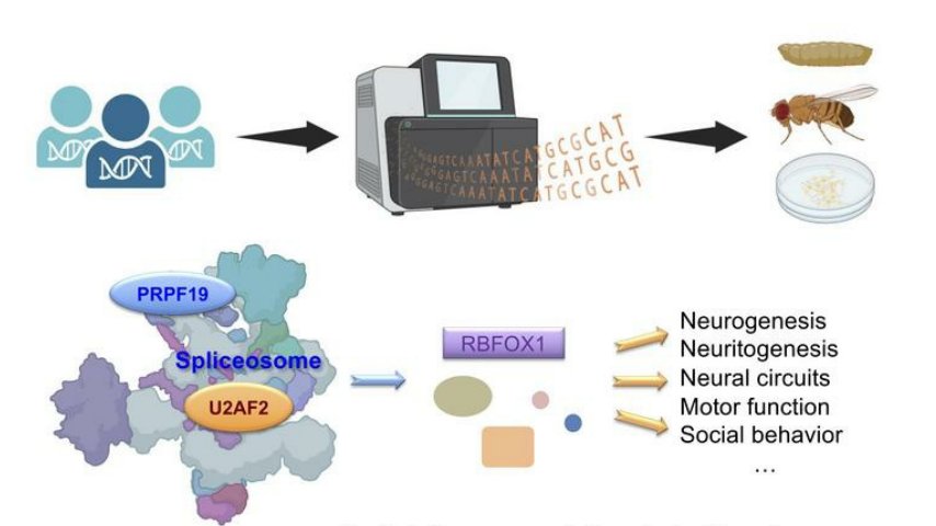 DiseaseGenes's tweet photo. RT @AllanBayat: Happy to share our latest collaborate effort describing 3 new neurodevelopmental disorders w. overlapping features; all caused by de novo heterozygous variants in #Morbidgene #U2AF2, #PRPF19 & #RBFOX1 and all involved in the pre-mRNA spl… https://t.co/gZlYwqqHIW