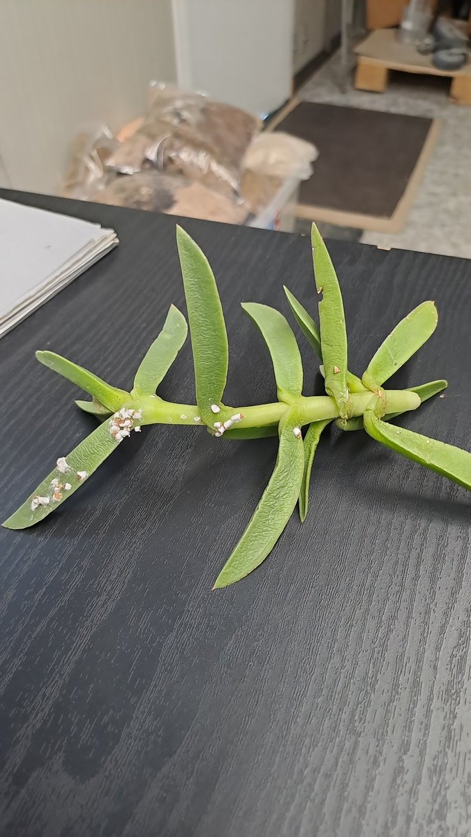 pablovera_g's tweet photo. ¡Una noticia interesante para el control de especies exóticas invasoras!
Acabamos de encontrar que la cochinilla Pulvinariella mesembryanthemi ha llegado a l'Albufera. Se trata de una plaga que debilita al Carpobrotus edulis, una de las #EEI más dañinas para los hábitats dunares https://t.co/ggmB2lPCDY
