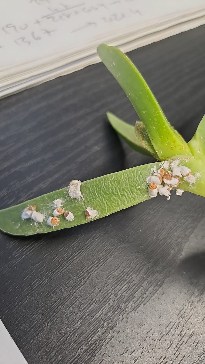 pablovera_g's tweet photo. ¡Una noticia interesante para el control de especies exóticas invasoras!
Acabamos de encontrar que la cochinilla Pulvinariella mesembryanthemi ha llegado a l'Albufera. Se trata de una plaga que debilita al Carpobrotus edulis, una de las #EEI más dañinas para los hábitats dunares https://t.co/ggmB2lPCDY