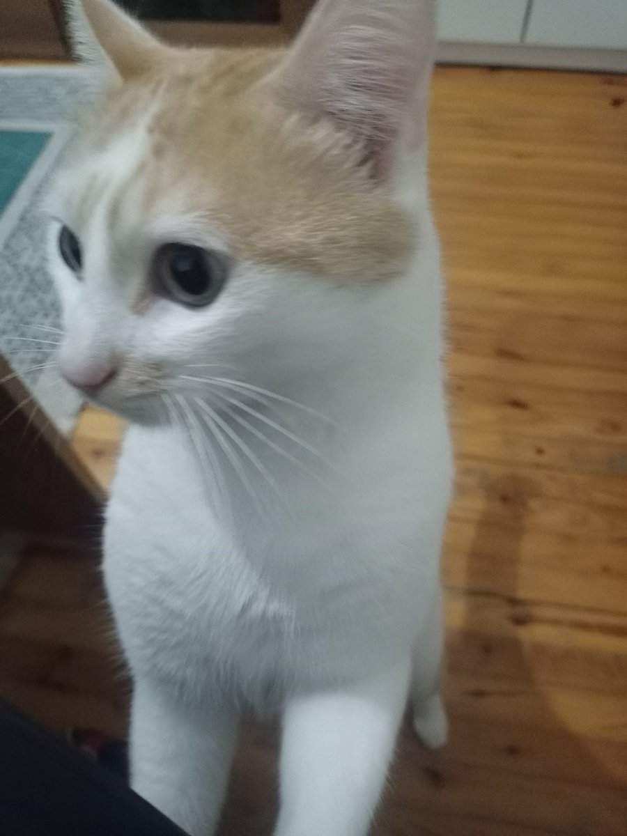 Durdururgg's tweet photo. Kedi paylaşım etkinliği 

Hemen kedi resmi atın yoksa yarın gününüz kötü geçer 😅

Yulaffff🥰 https://t.co/mVJE76Reum