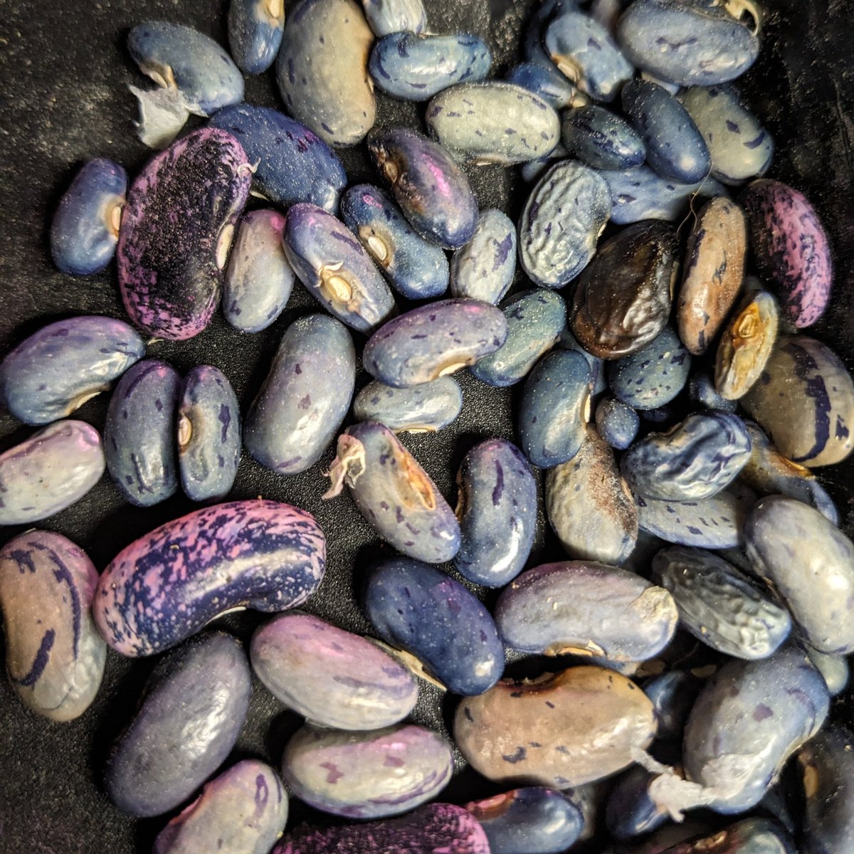 thebiologistisn's tweet photo. These are the last seeds collected from my 2 hybrid bean vines. They're a cross between one of my blue lines (Phaseolus vulgaris) and a runner bean (P. coccineus).
They ended up with different sets of chromosomes from each parent. Next year will be interesting.
#BlueBeanProject https://t.co/6agcLKkiSd
