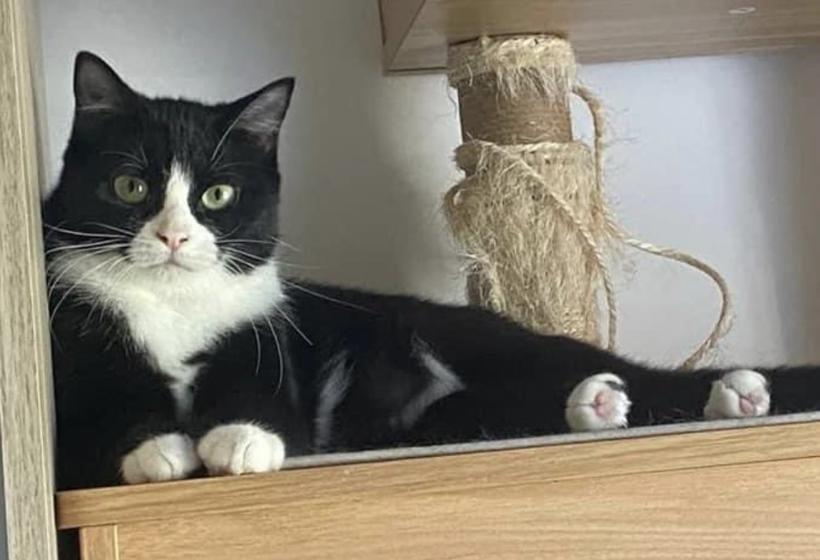 chatdoc13's tweet photo. RECHERCHE FAMILLE D'ACCUEIL OU D'ADOPTION #paris #iledefrance

Daizy est très douce et rigolote, mais elle reste craintive et nous avons donc du mal à la faire adopter. 🔽 https://t.co/j4hLFSZU8q