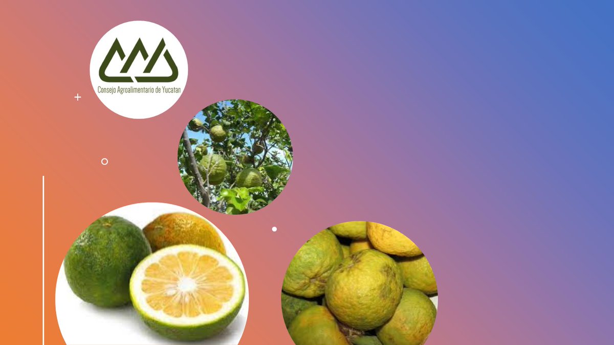 CNA Yucatan tweet media