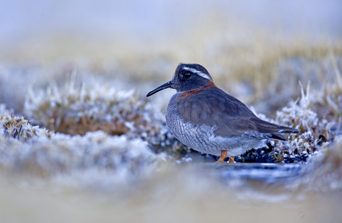 Olivier Dangles tweet media