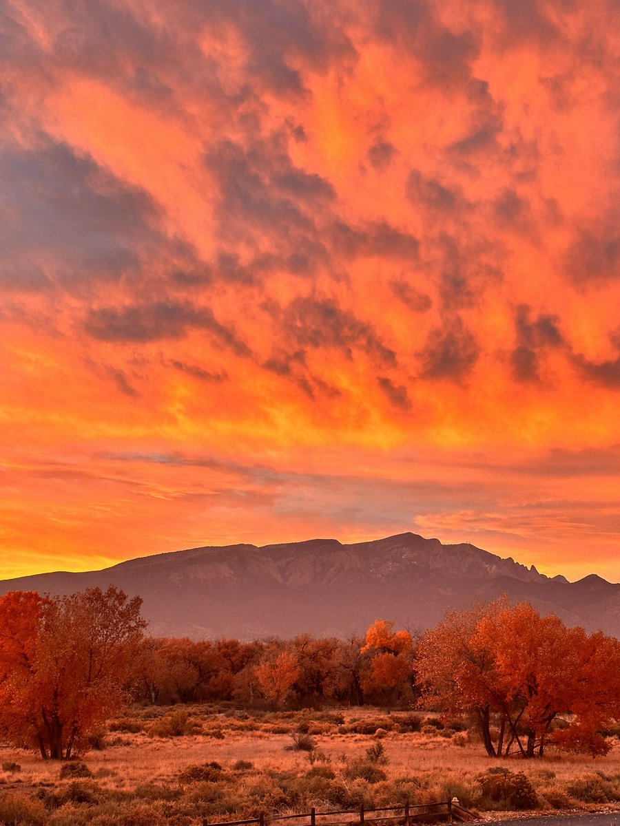 Andrea Levine tweet media