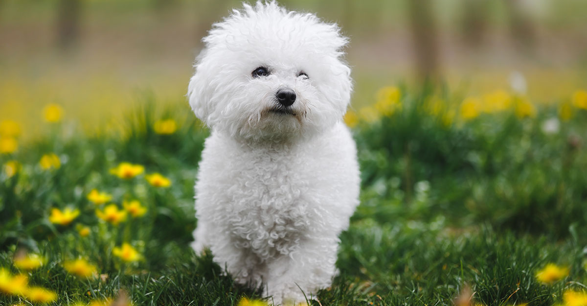 DeborahFilipek's tweet photo. Mary and Snowball: A Little Dog Makes a Big Difference https://t.co/GXryzKVSA9 https://t.co/M33b4qqBFl
