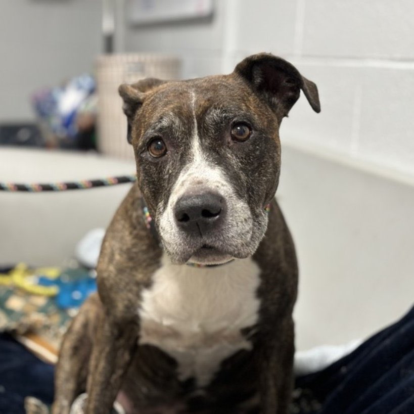 PawsnTails4TX's tweet photo. 🆘🆘 MAY 🆘🆘 #NYCACC
      KILL ☠️ COMMAND 
Found abandoned in an apt 
Terrified to leave kennel 
Collapsed after vomiting 😢
‼️Less than $200 💵in pledges 
PLEASE #RT #PLEDGE #FOSTER 
📧nycdogslivesmatter@gmail.com
DM @notthesameone2 
#186408. 10 yrs
#SAVE OUR SENIORS https://t.co/D0xBXDHPiv