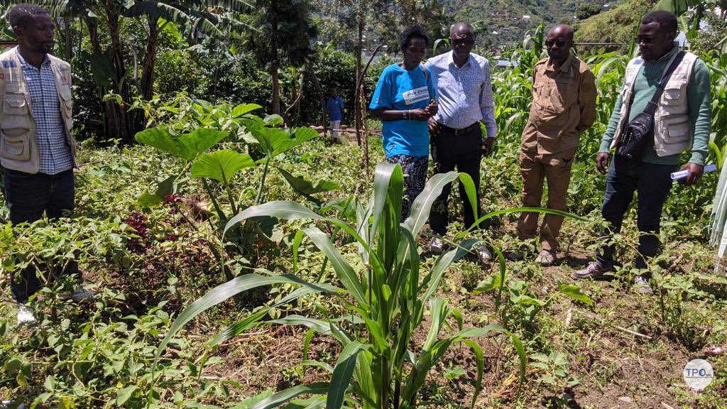 drc_tpo's tweet photo. La population de Kalehe témoigne le progrès vécu dans la lutte contre la malnutrition grâce à PINS.
Ce projet est financé par la #DDC à travers @CaritasCongo et mis en œuvre par le duo #TPODRC - #BDOM https://t.co/fRJgAlCdFf