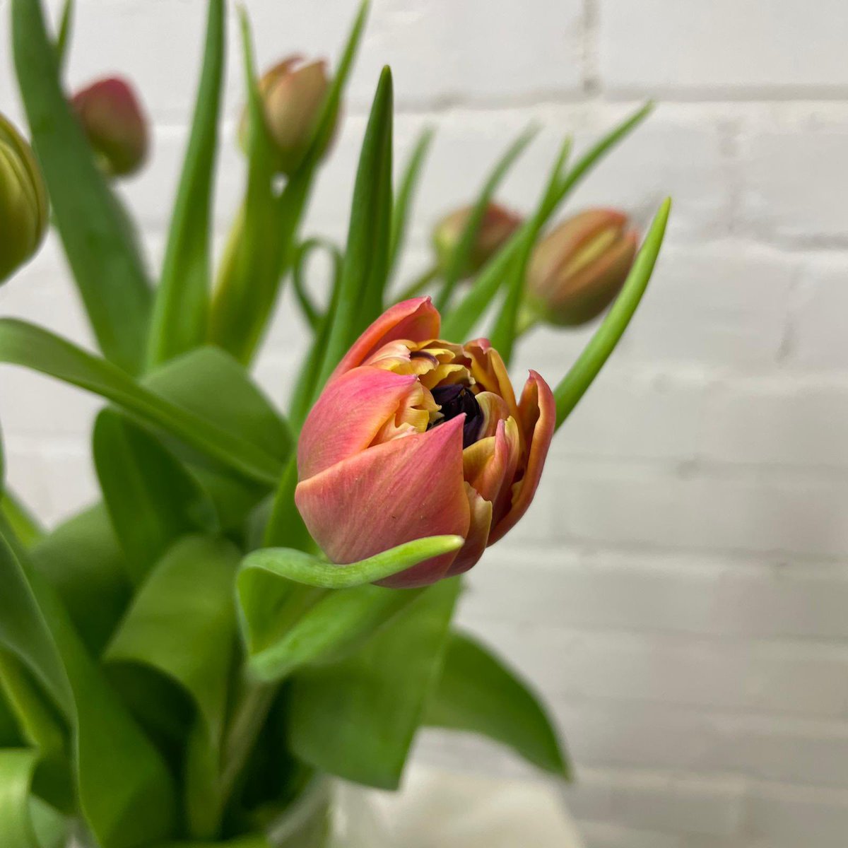 evolveflowers tweet media