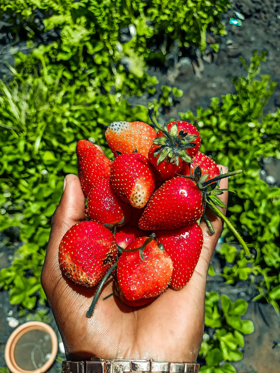 Kat_Jordan_23's tweet photo. From my garden 🍓🍓🥴🔥 https://t.co/Ve24cXlDEA