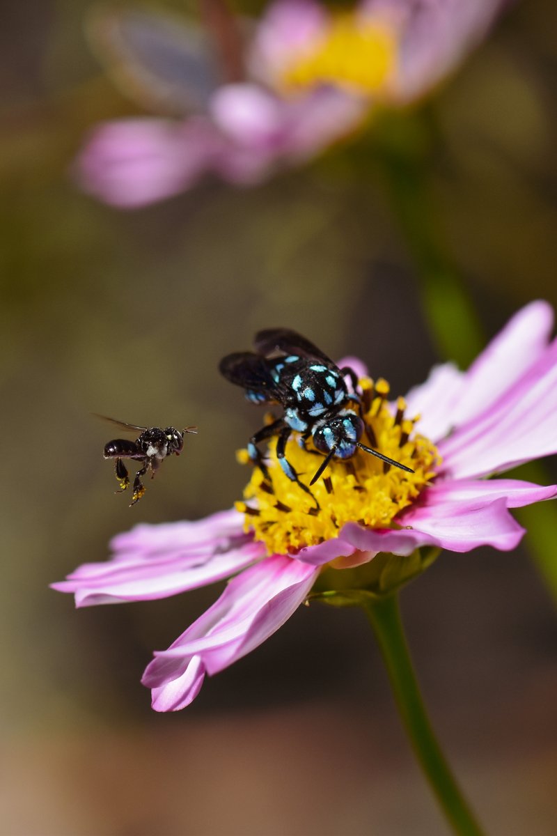 PollinatorWeek tweet picture