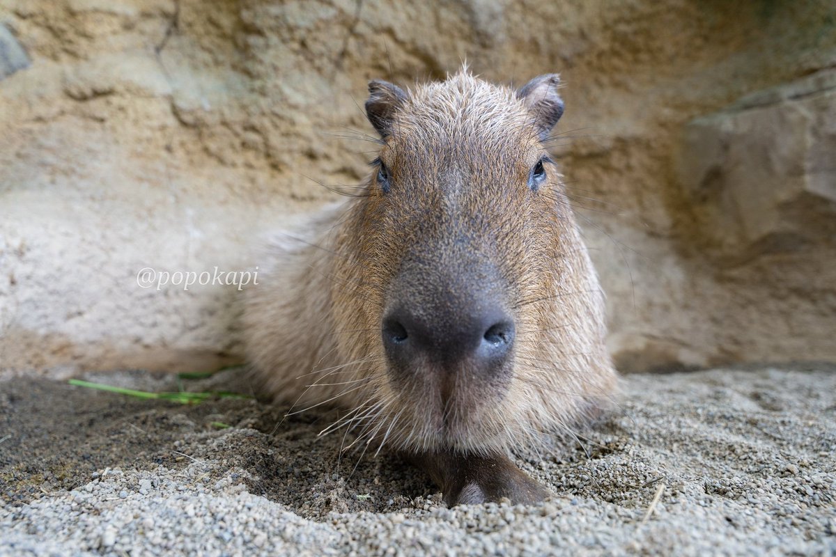 鋭い眼光
#カピバラ #福井県 #足羽山公園遊園地 #ハピジャン