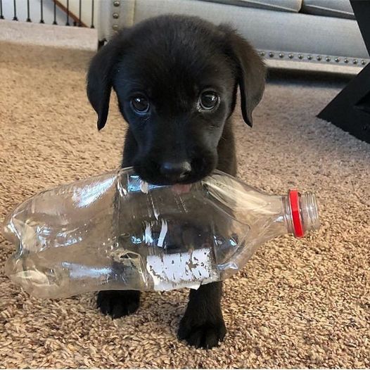 Best in Dogs tweet media