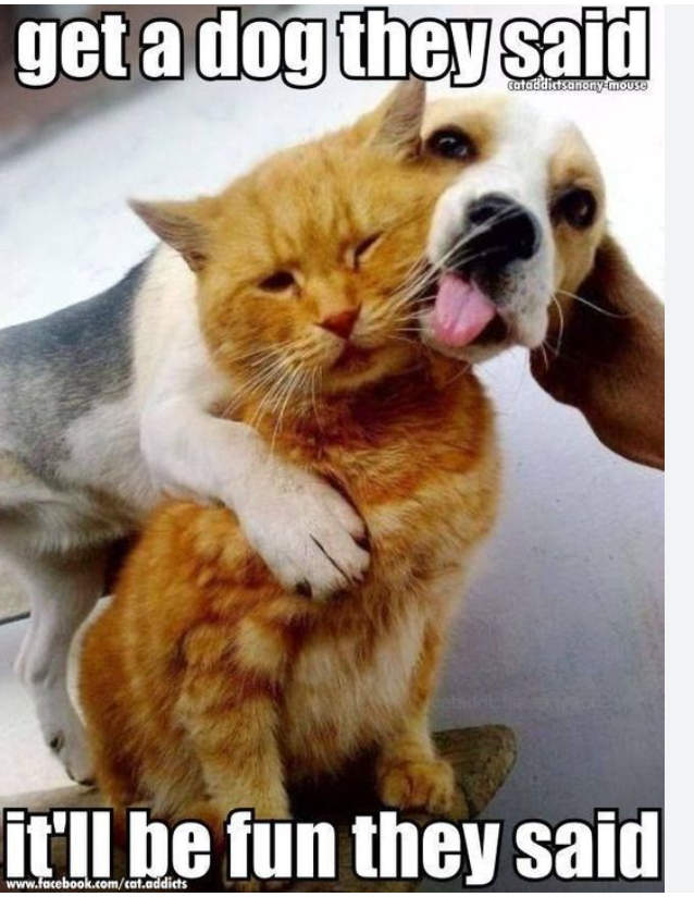 #dogsvscats
#dogsofx
#animalmemes