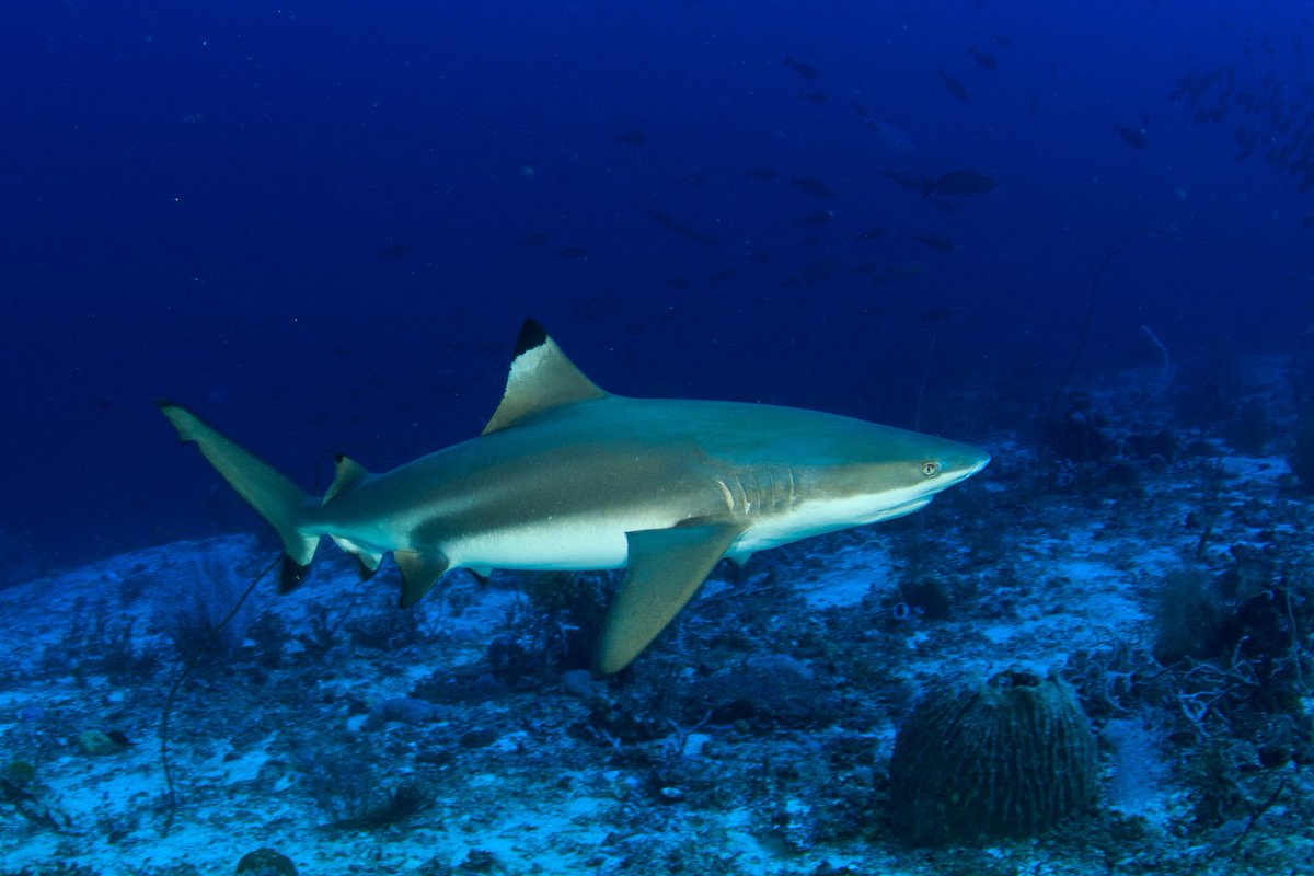 This shark is a:

A. ⬛️💁‍♂️🪸🦈
B. 🚗🎀🪸🦈
C. 🥈💁🦈
D. 🐂🦈
E. 🏇🦘🦒🥕🦈