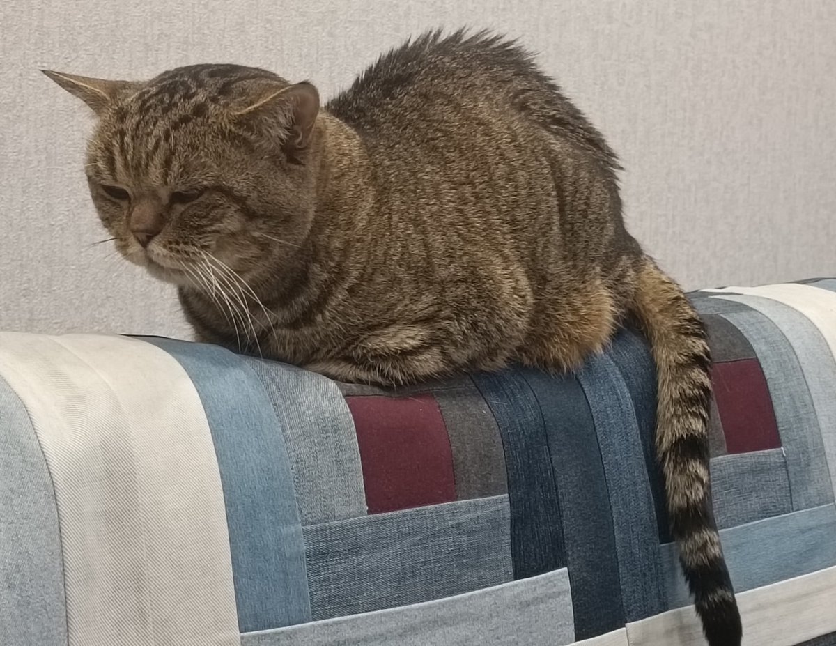 krutaiamaria's tweet photo. Родители решили скрыть от меня, что коту стало хуже, пока я по делам не приехала в гости. Просто надеюсь, что он не сильно мучается доживая свои дни 😢 Этому полосатому дедуле месяц назад стукнуло 13 лет. https://t.co/GrCRaCS73R