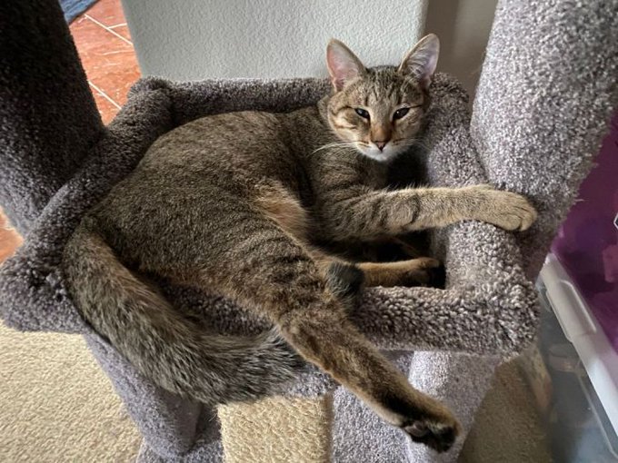 sachikoko's tweet photo. 🙏🏽PLZ SHARE
💖SWEET, PLAYFUL BROWN #TABBY KITTY "MOJAVE" AKA "MOMO"💖
🔊WAITING SINCE 6/2020 4 A PATIENT🏡#FUREVERHOME
▶4 INFO https://t.co/yRjeDsaXF5
#SuisunCity, #CA #BAYAREA #SpecialNeeds #PartiallyBlind
🙏🏽#ADOPT
✅CATS✅DOGS @RocketCatRescue #Forgottensoulshour #US #CATS https://t.co/4BaMT9YJhe