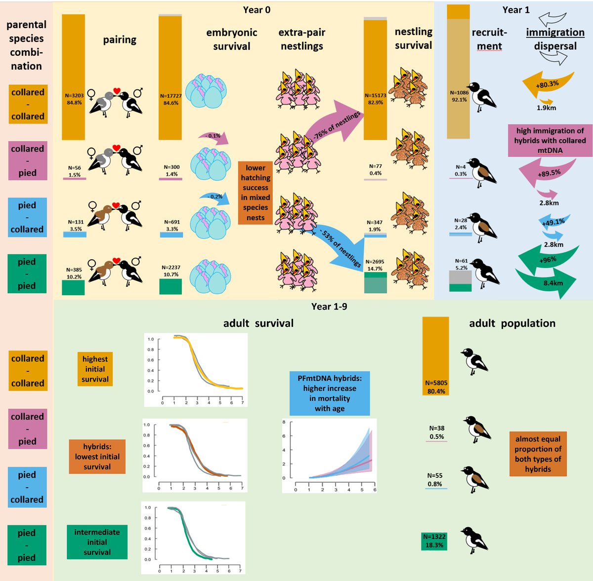 The latest @QvarnstromLab paper is out in @journal_evo! This was a huge effort, lead by the incomparable @MurielleAlund. We used 17 years of data to explore where hybrid inviability arises in Flycatchers, from eggs to adults! @carosegami @menon_navaneeth doi.org/10.1093/evolut…