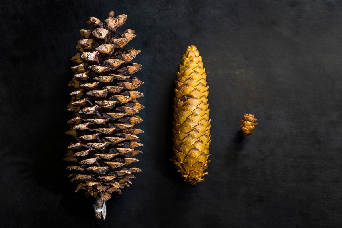 Founded in 1912, the Vascular Plant Herbarium holds more than 120,000 specimens dating from 1835 to the present. 🌳

Learn more about this #UAlbertaMuseums collection! bit.ly/2KwWsBU #UAlberta