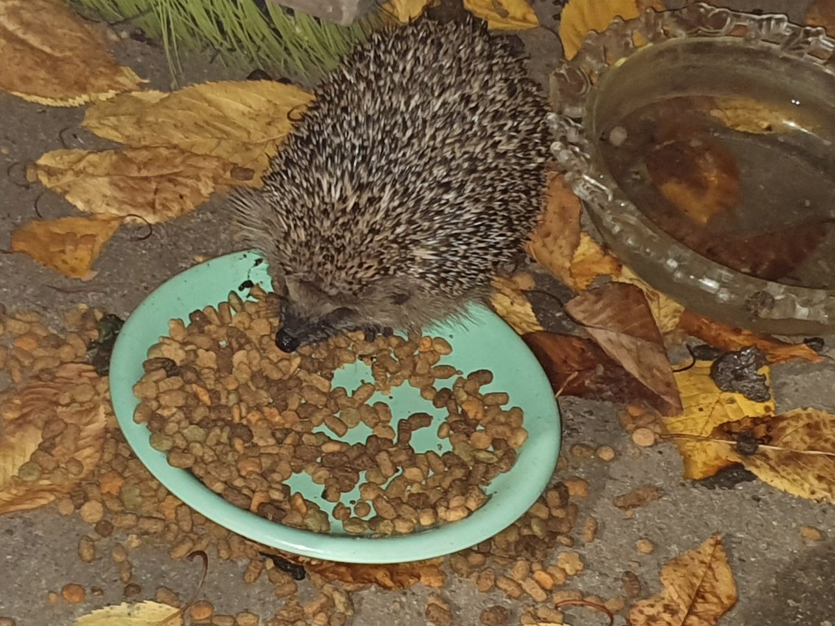 <a href="/UnsinkbarZwei/">UnsinkbarZwei</a> Und gerade eben nochmal Besuch 😍🥰