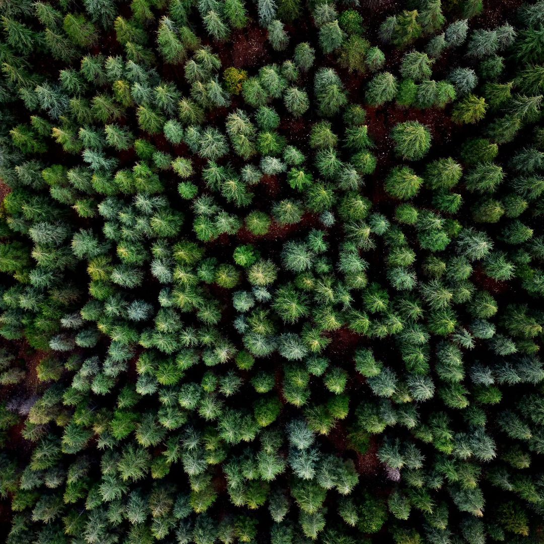 thisishatay's tweet photo. H🌲SS🌲

📸 @burhan__ates
#thisishatay
#türkiye #turkey #hatay #antakya #iskenderun #arsuz #belen #dörtyol #samandağ #defne #kırıkhan #reyhanlı #altınözü #hassa #erzin #payas #yayladağı #kumlu #antioch #showmeturkey #comeseeturkey #yourshotphotographer #anadoludabiryer #trees https://t.co/0cyPOWlGaM